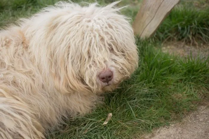Komondor s dlouhým srstí ležící na trávě venku.