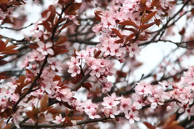 Růžové květy japonské sakury na větvích stromu v zahradě.