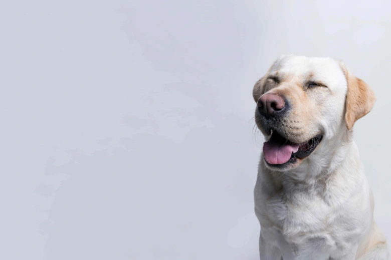 Šťastný žlutý labrador s otevřenou pusou na světlém pozadí.