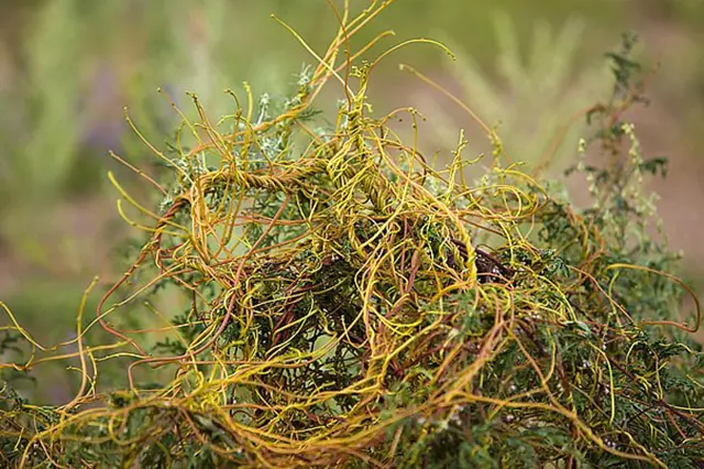 Žlutá kokotice (Cuscuta) na zelené rostlině v zahradě.