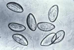 Mikroskopický pohled na vajíčka roucha (copepoda) s viditelnými embryony.