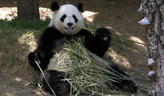 Velká panda sedí na zemi a jí bambus.