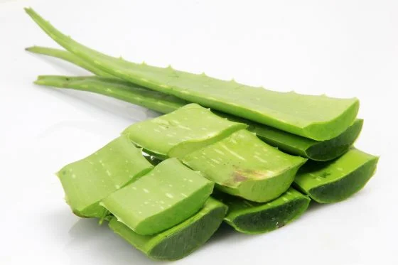 Čerstvé listy aloe vera s viditelnou vnitřní gelem.