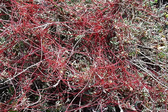 Červená kokotice (Cuscuta) rostoucí na zelené zahradní rostlině.