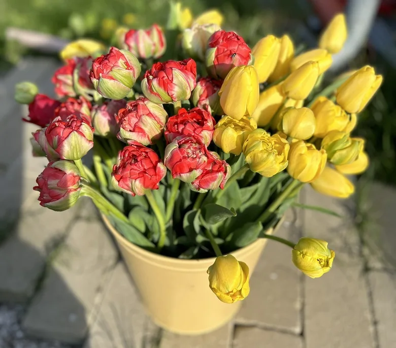 Červené a žluté tulipány v nádobě venku