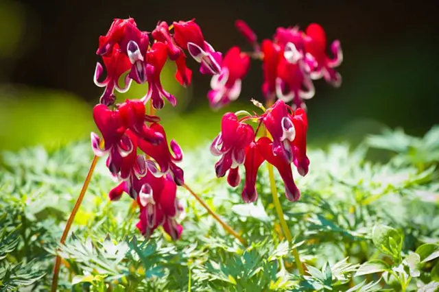Bleeding heart flowers