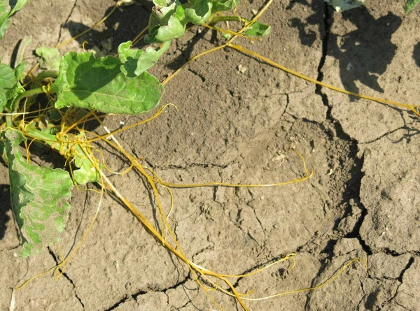 Žlutá kokotice (Cuscuta) napadající zelenou rostlinu na suché zemi.