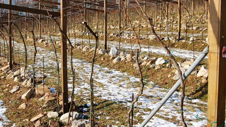 Řada vinné révy pod dřevěnou konstrukcí s prvním sněhem.