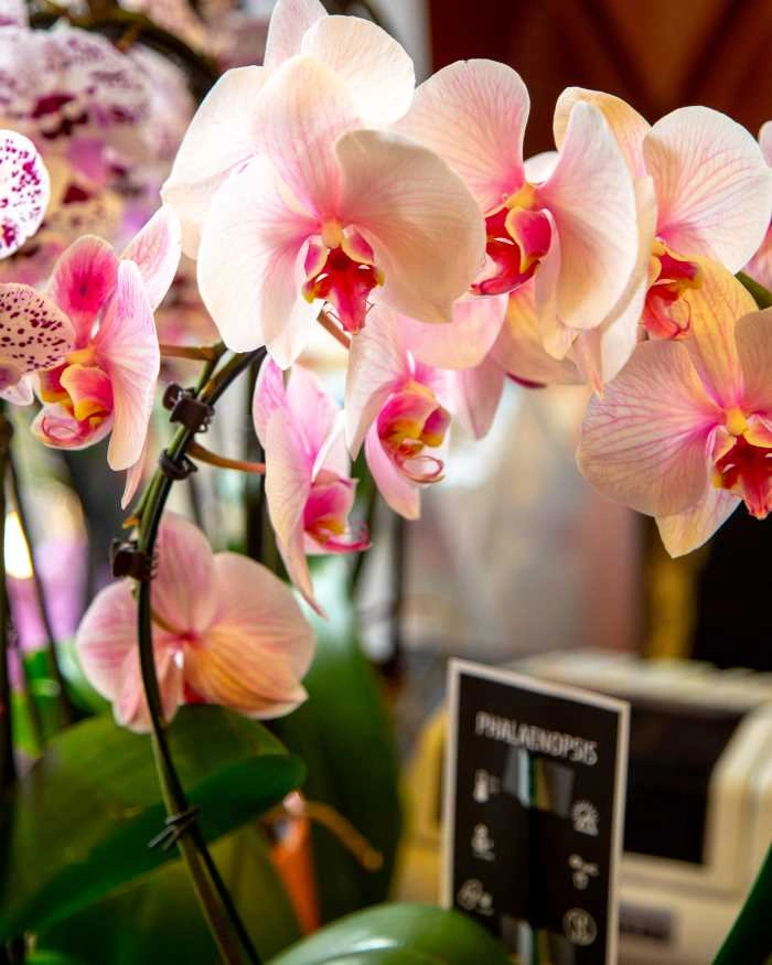 Růžové květy faleropsejské orchideje v plném rozkvětu.