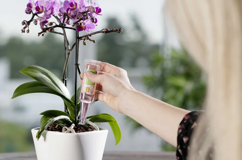 Osoba zalévá fialovou orchidej tekutinou z pipety.