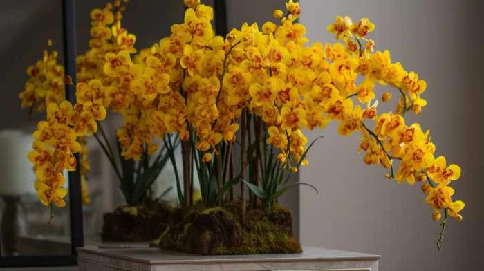 Žluté orchideje v květináči s mechem na bílém podstavci.